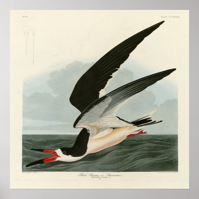 Affiche Black Skimmer, Shearwater Audubon Birds of America (Devant)