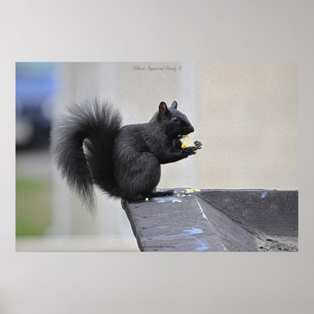 Affiche Black Squirrel Manger Pomme Faune Photo Imprimer (Devant)