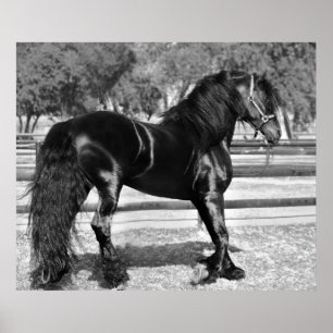 Affiche Black stallion horse