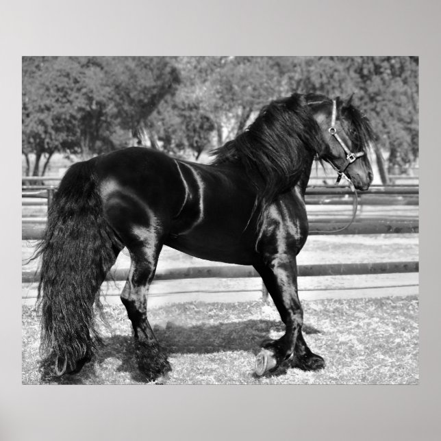 Affiche Black stallion horse (Devant)