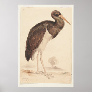 Affiche Black Stork (Ciconia nigra) 1835, Lear, Edward,