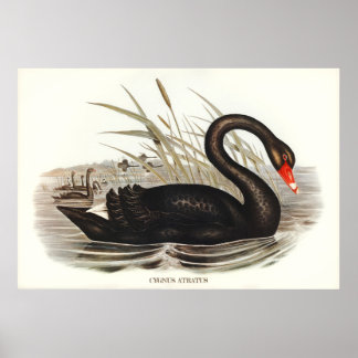 Affiche Black Swan Vintage