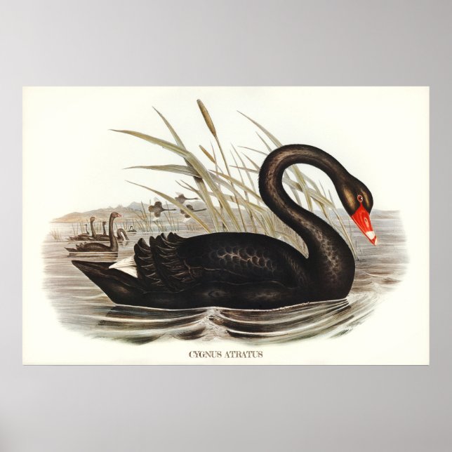 Affiche Black Swan Vintage (Devant)