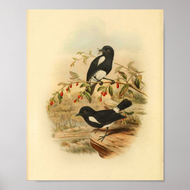 Affiche Black White Flycatcher Bird Vintage 1884 Imprimer (Devant)