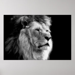 Affiche Black & White Lion