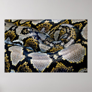Affiche Black, yellow, and gray python