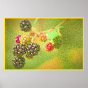 Affiche "Blackberries Fruit Plante" Photo mignonne. Comman