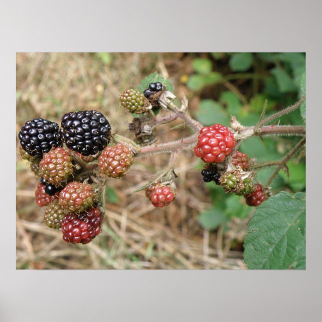 Affiche Blackberry Bonanza (Devant)