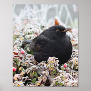 Affiche Blackbird d'hiver