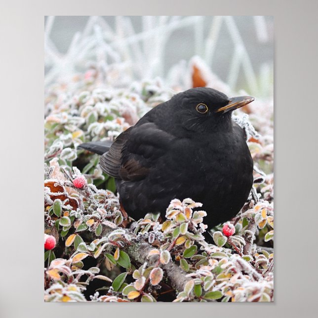Affiche Blackbird d'hiver (Devant)