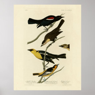 Affiche Blackbirds et Oriole, les oiseaux d'Amérique d'Aud