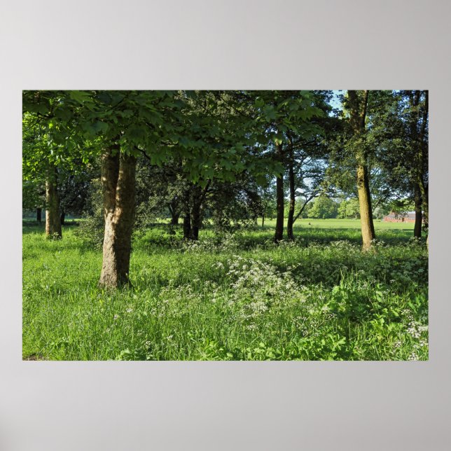 Affiche Blackweir Woods, Bute Park, Cardiff Wales (Devant)