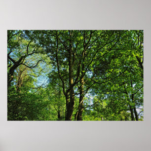 Affiche Blackweir Woods, Bute Park, Cardiff Wales