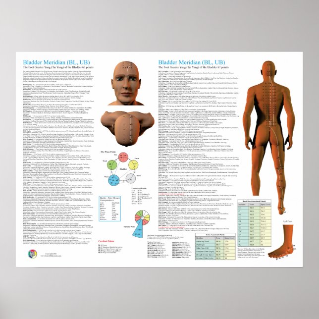 Affiche Bladder Meridian Acupuncture Points (Devant)