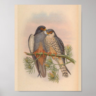 Affiche Blanc à ailes Kestrel Hawk Oiseau Vintage Imprimer