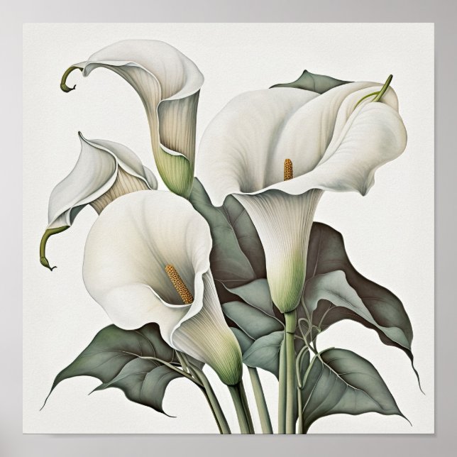 Affiche Blanc Calla Lilies Lily Art à la floraison Imprime (Devant)
