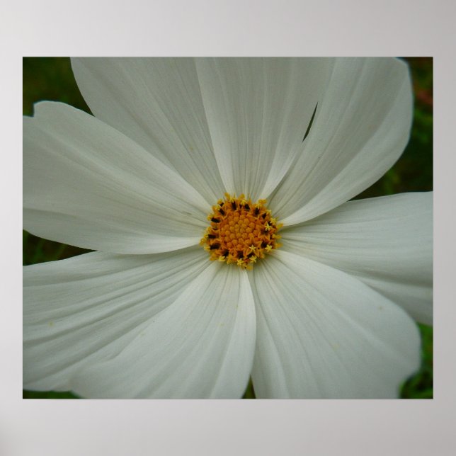 Affiche Blanc Cosmos Fleur sauvage d'été Floral (Devant)