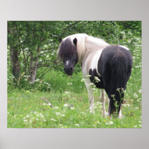 Affiche Blanc et BlancPoney Piebalde dans une Prairie de F