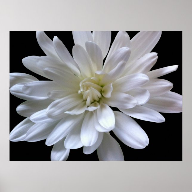 Affiche Blanc floral blanc marguerite blanc maman blanche  (Devant)