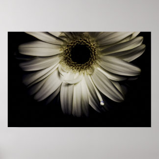 Affiche Blanc Gerber Daisy