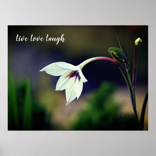 Affiche Blanc Gladiolus Garden Fleur Motivation (Devant)