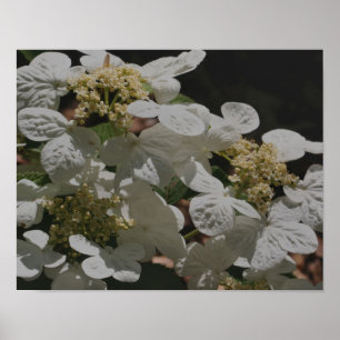 Affiche Blanc Lacecap Hydrangea Fleurs