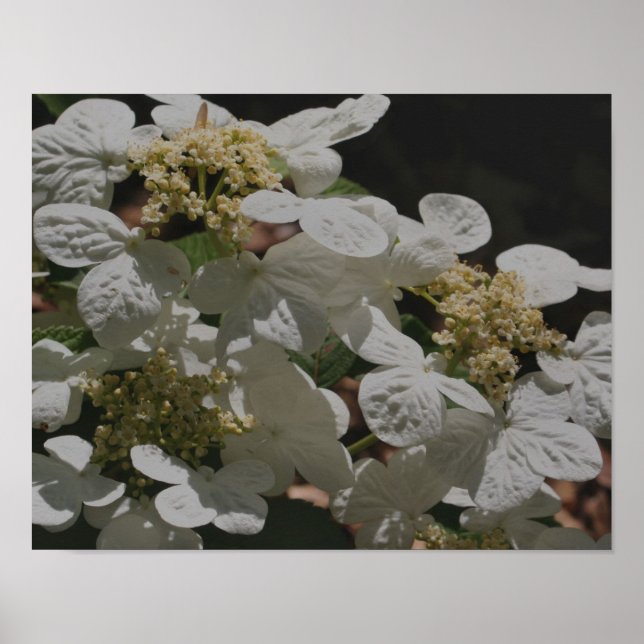 Affiche Blanc Lacecap Hydrangea Fleurs (Devant)