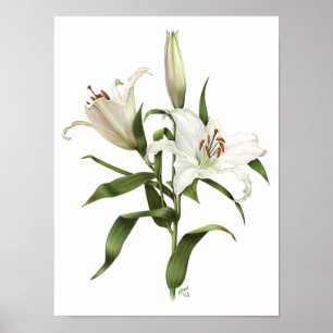 Affiche Blanc Oriental Lily Imprimer