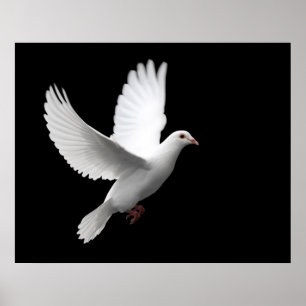 AFFICHE BLANC PEACE DOVE EN VOL