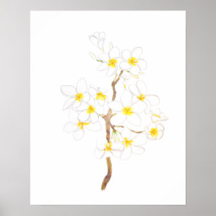 Affiche blanc Plumeria frangipani fleurs encre et eau