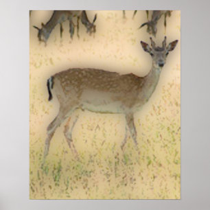 Affiche 'Blanc-queue Grazing