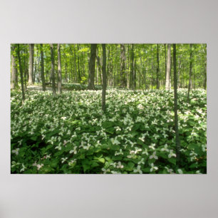 Affiche blanc Un champ de trilliums, fleurs des chutes du
