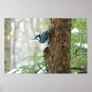 Affiche blanche d'hiver de sittelle de Breasted