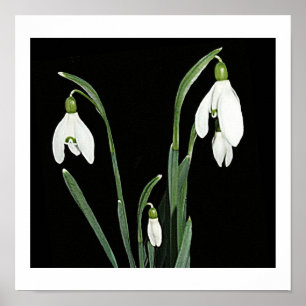 Affiche Blancs de neige fleurs de printemps sur art noir