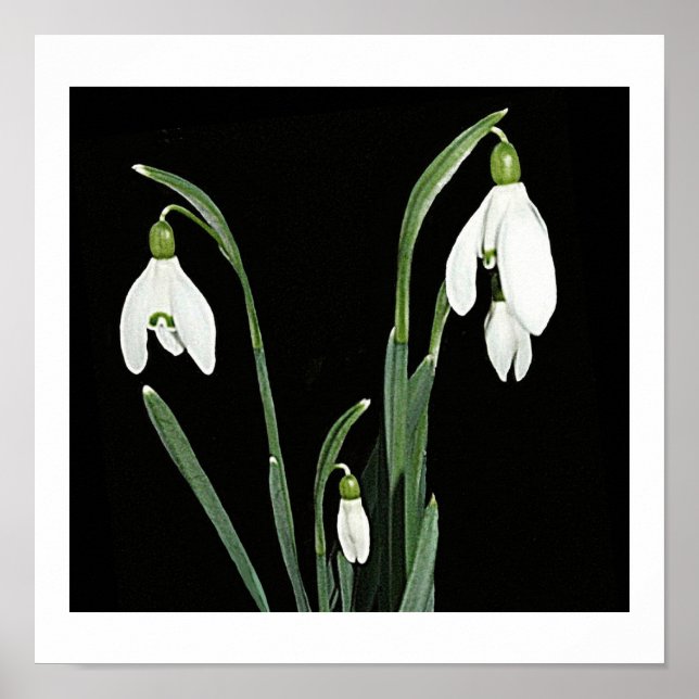 Affiche Blancs de neige fleurs de printemps sur art noir (Devant)