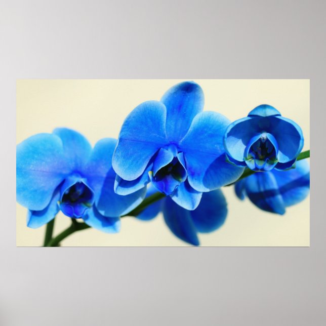 Affiche Blaue Orchideen (Devant)