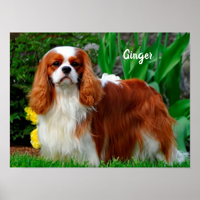 Affiche Blenheim Cavalier King Charles Spaniel Chien Chien (Devant)