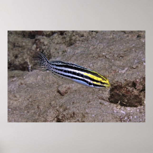 Affiche Blenny (Devant)