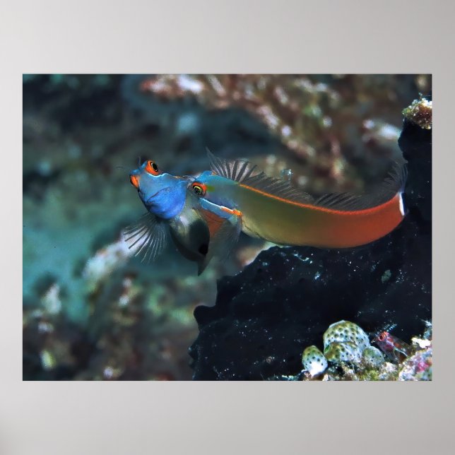 Affiche Blenny Battle (Devant)