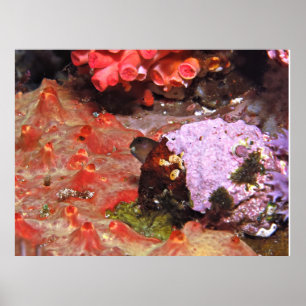 Affiche Blenny Peeking