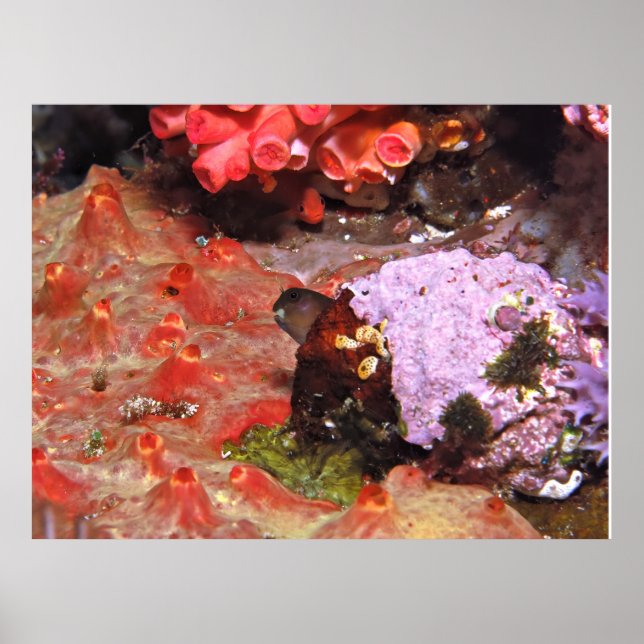 Affiche Blenny Peeking (Devant)