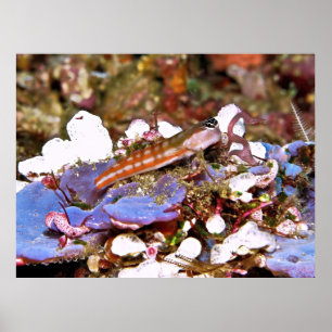Affiche Blenny rayé orange