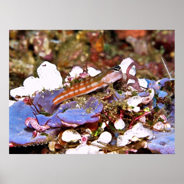 Affiche Blenny rayé orange (Devant)
