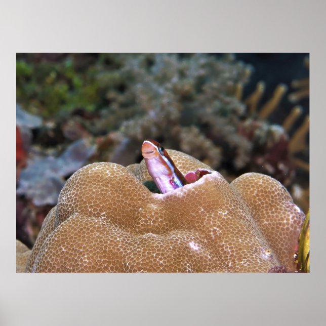 Affiche Blenny souriant (Devant)