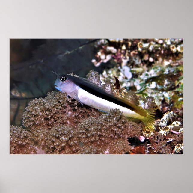 Affiche Blenny sur les rochers (Devant)