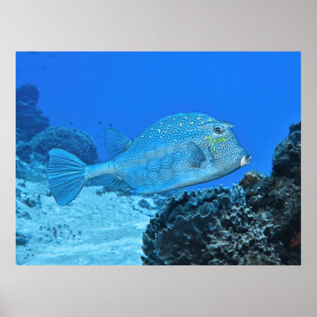 Affiche Bleu (Devant)