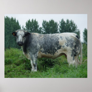 Affiche Bleu belge de vache