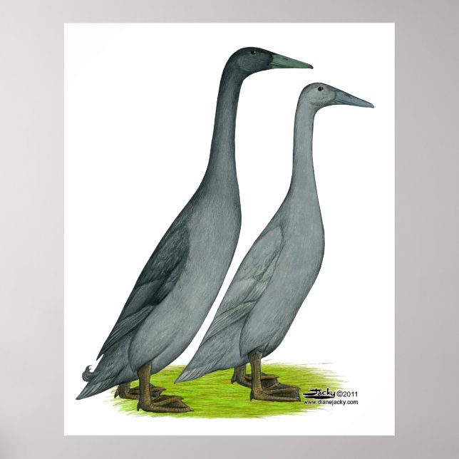 Affiche Bleu coureur canards (Devant)