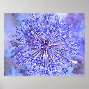 Affiche Bleu de fleur d'allium