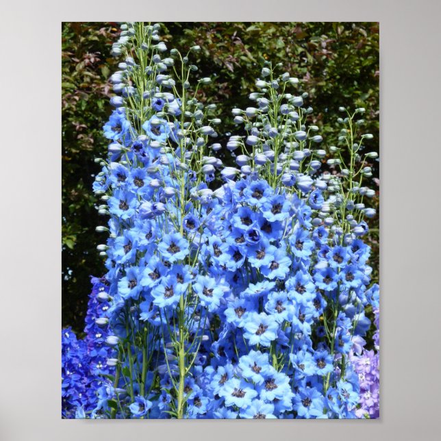 Affiche Bleu Delphinium Fleurs Florales Jardin Nature (Devant)